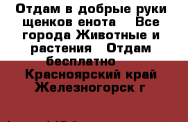 Отдам в добрые руки щенков енота. - Все города Животные и растения » Отдам бесплатно   . Красноярский край,Железногорск г.